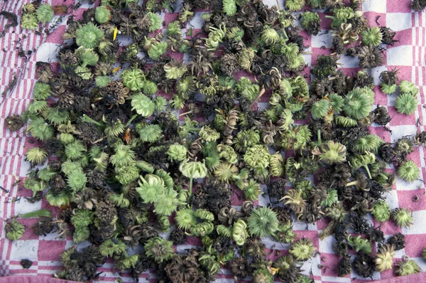 Calendula tohum tomurcukları masada