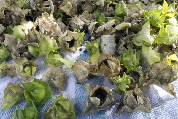 tohumlar bitki kesmek