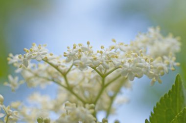 Bahçesinde taze Elderflower