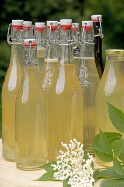 elderflower çiçek ve şurubu