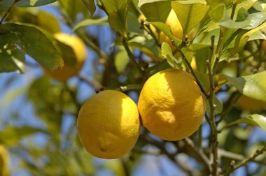 taze limon dalı