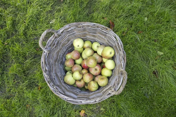 Appels in mand — Stockfoto