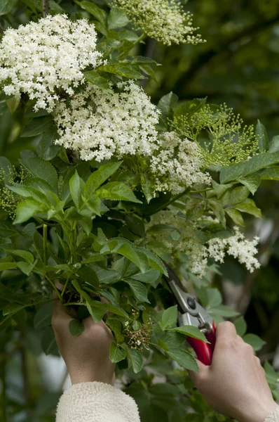 Bahçesinde taze Elderflower