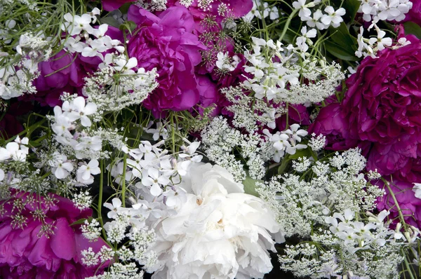 Peonies spring bouquet — Stock Photo, Image
