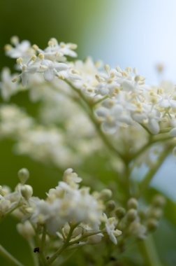 Bahçesinde taze Elderflower