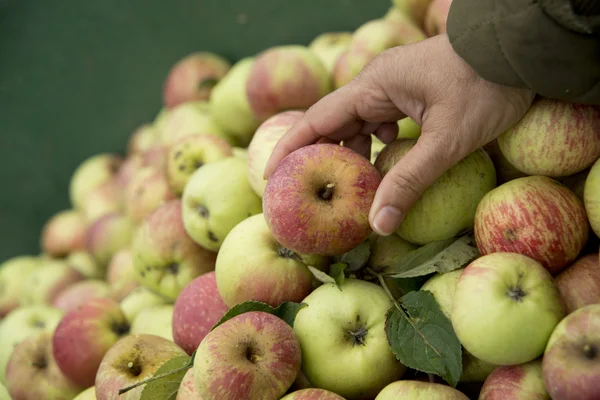 Een appel plukken — Stockfoto