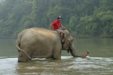  Adam bir fil üzerinde 