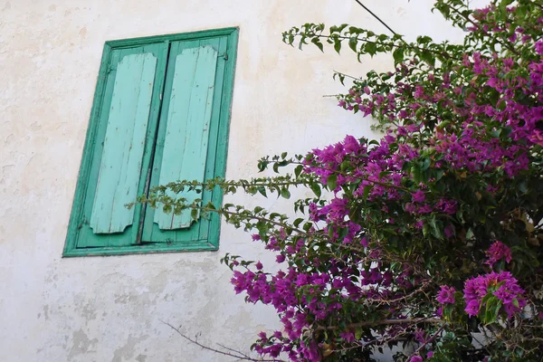 Obturador griego, Lesbos — Foto de Stock