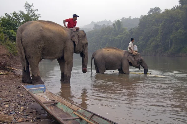 Homme au sommet d'un éléphant — Photo