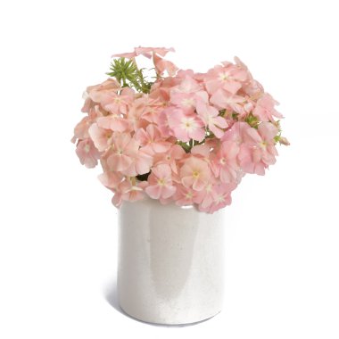 Phlox vintage vazoda