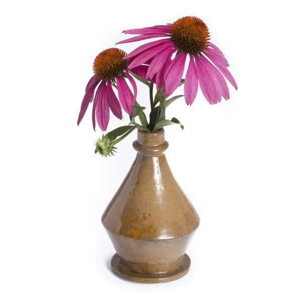 Echinacea w vintage wazon — Zdjęcie stockowe