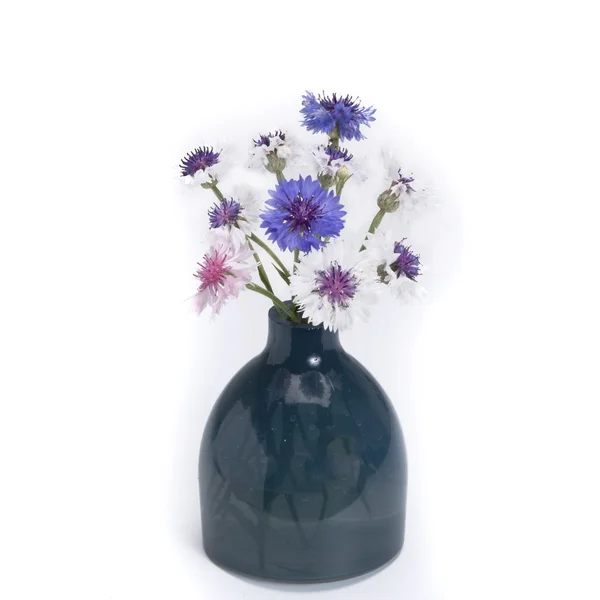 Centaurea en jarrón vintage — Foto de Stock