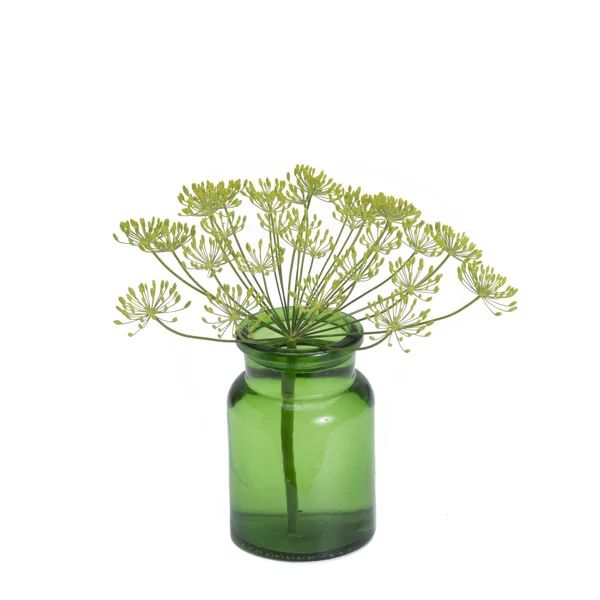 Dille in vintage vase — Stock Photo, Image