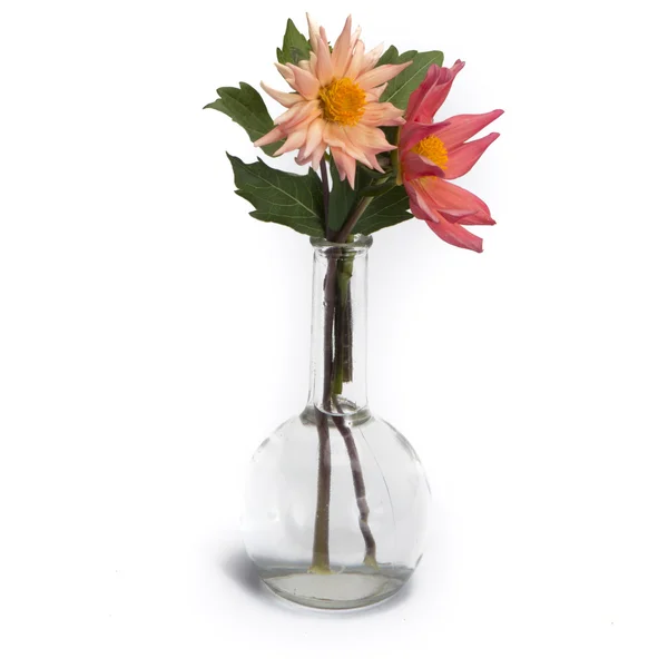 Dahlia in vintage vase — Stock Photo, Image