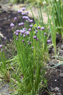 bahçede büyüyen chives