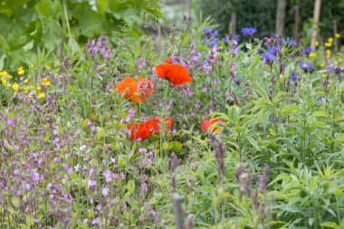 Kırmızı poppy ile Bahçe