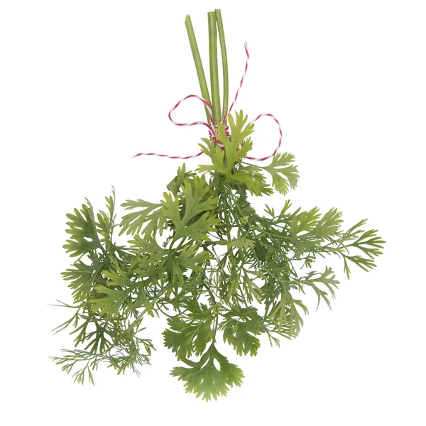 Bouquet d'herbes de coriandre — Photo
