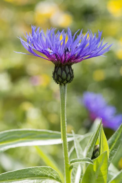 Flor azul Centaurea — Foto de Stock