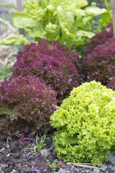 Red and green fresh lettuce — Stock Photo, Image