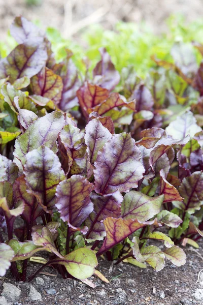 Red fresh lettuce — Stock Photo, Image