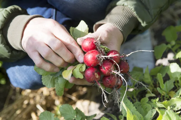 Radish from the garden — Stock Photo, Image