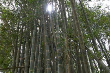 Bambu ormanında Flores Endonezya