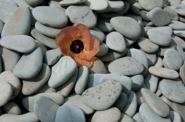 Flores Endonezya Pengajawa, mavi çakıl plaj