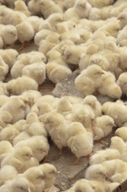 Bebek tavuk pazarında 