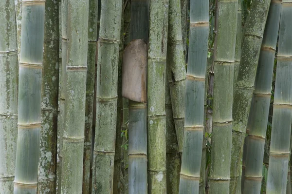 Бамбук в джунглях Флорес Индонезия — стоковое фото