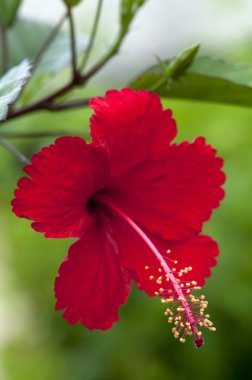 Kırmızı Hibiscus Tayland
