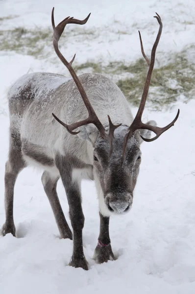 Reindeer in snow — Stock Photo, Image