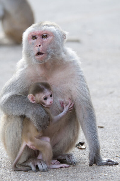 обезьяна с молодым, Таиланд
