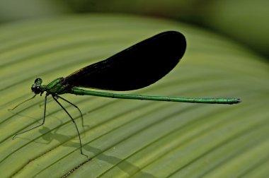 Yusufçuk muz yaprak Laos üzerinde