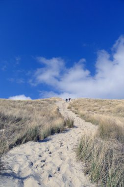 plaj ve dunes içinde mavi gökyüzü Terschelling, Hollanda