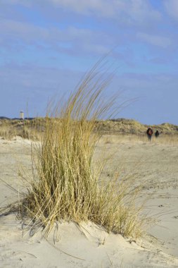 plaj ve dunes Terschelling
