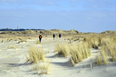 plaj ve dunes Terschelling