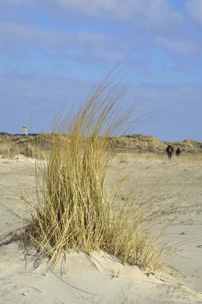 Plage et dunes Terschelling — Photo