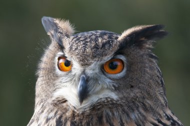 Avrasya kartal baykuş