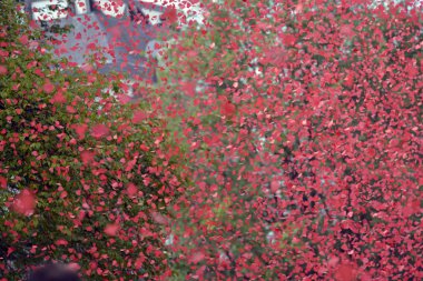 Gaypride 2014 Amsterdam