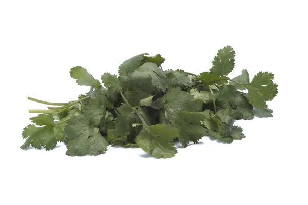 Coriander — Stock Photo, Image