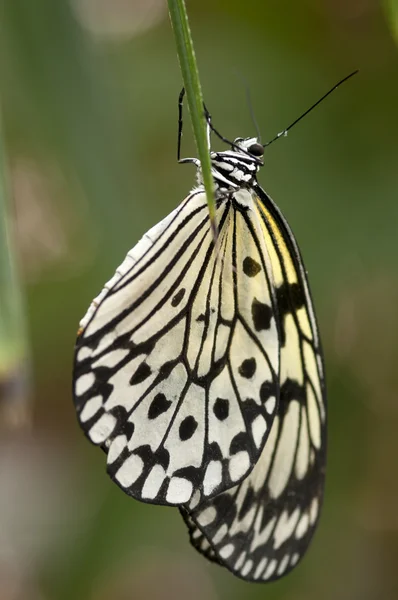 Borboleta — Fotografia de Stock