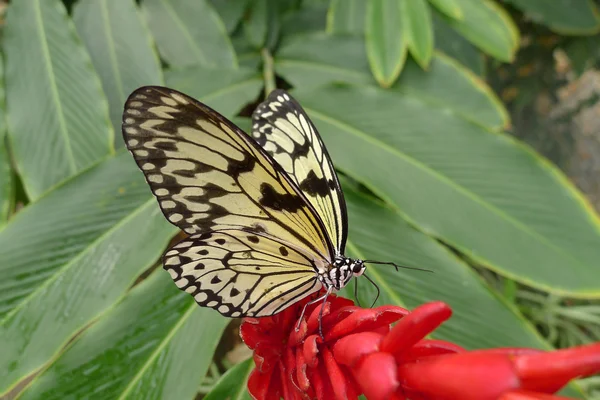 Borboleta — Fotografia de Stock