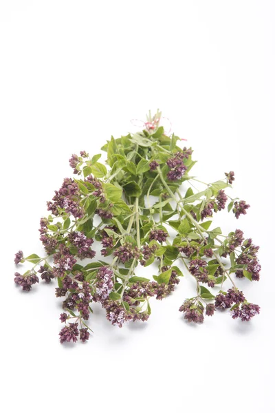 Herb — Stock Photo, Image