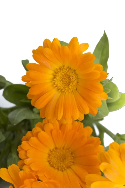 Flowers — Stock Photo, Image