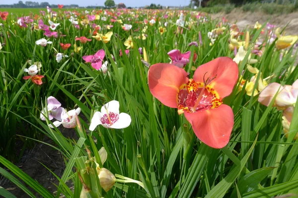 Bloemen — Stockfoto