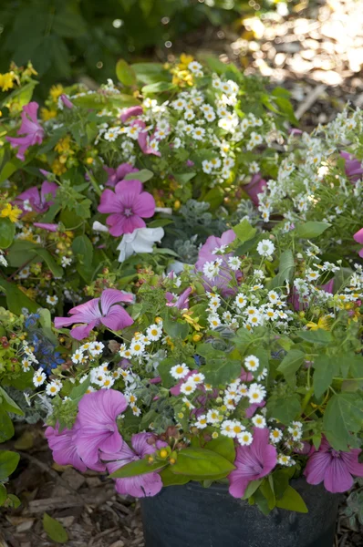 Garden bouquet — Stock Photo, Image