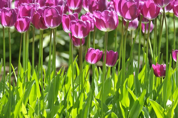 Violette Tulpen — Stockfoto