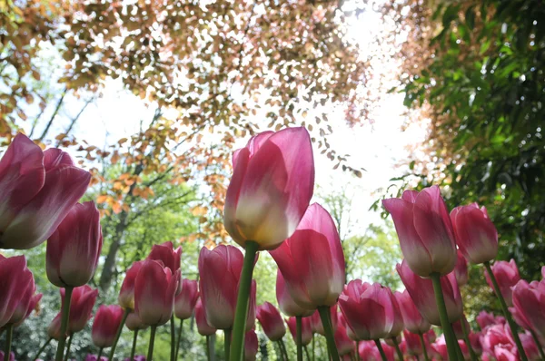 Tulpen — Stockfoto