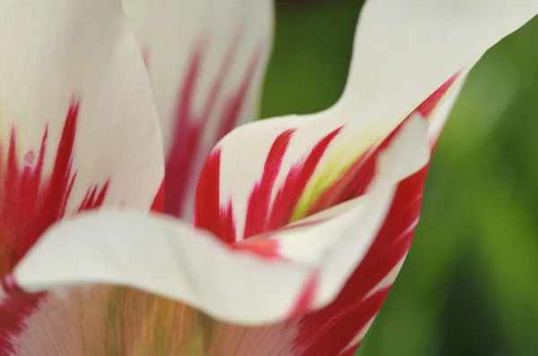 Tulpen — Stockfoto