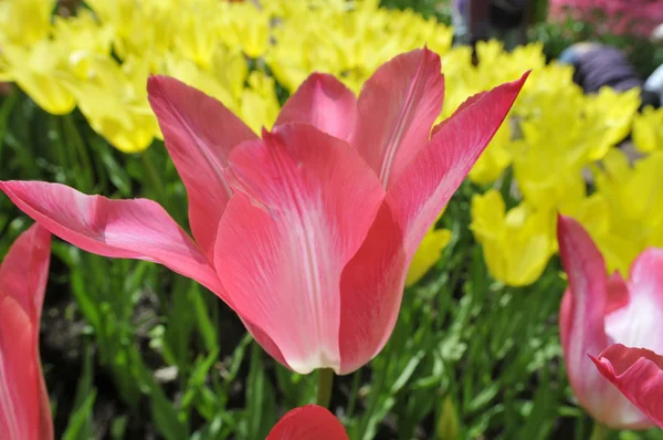 Tulpen — Stockfoto